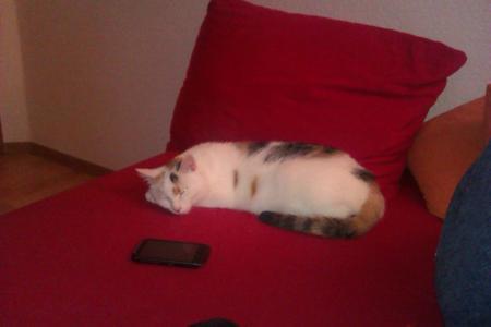 Bild zu 