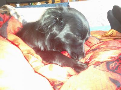 Bild zu Was ein Hund für komische sachen macht^^ - Forum für Juli - Mamis