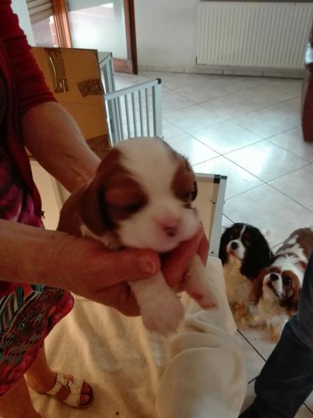 Bild zu 