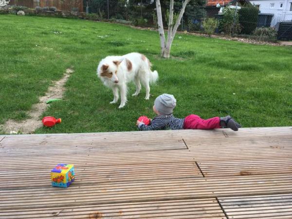 Bild zu ich glaub ich hab jetzt zwei hunde... - Forum für Juli - Mamis