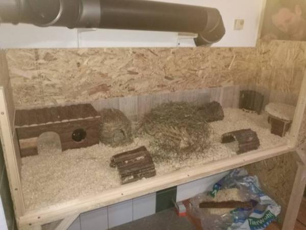 Bild zu unser meerschweinchengehege - Forum für Juli - Mamis
