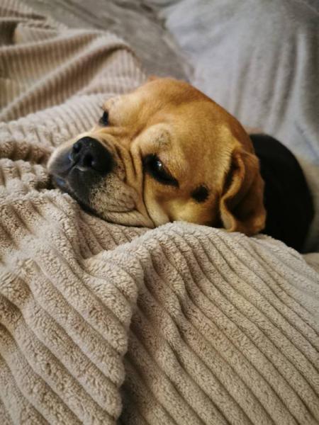 Bild zu An die Hunde Mamis - Forum für Juli - Mamis