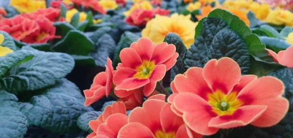 Bild zu Ein bisschen Frühling bei dem Sturm:) - Forum für Juli - Mamis