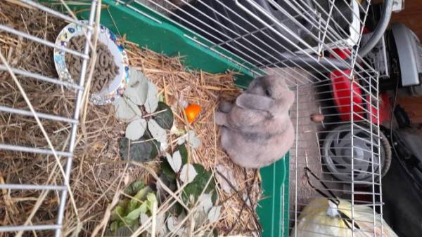 Bild zu Kleines Kaninchen Update  - Forum für Juli - Mamis