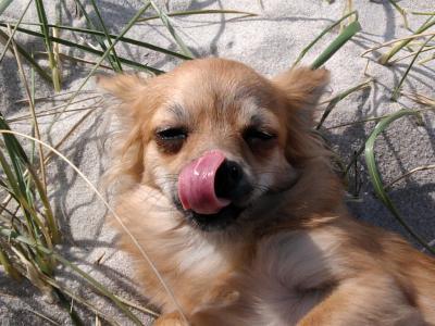 Bild zu Schaut mal mein Hund - Forum für August - Mamis