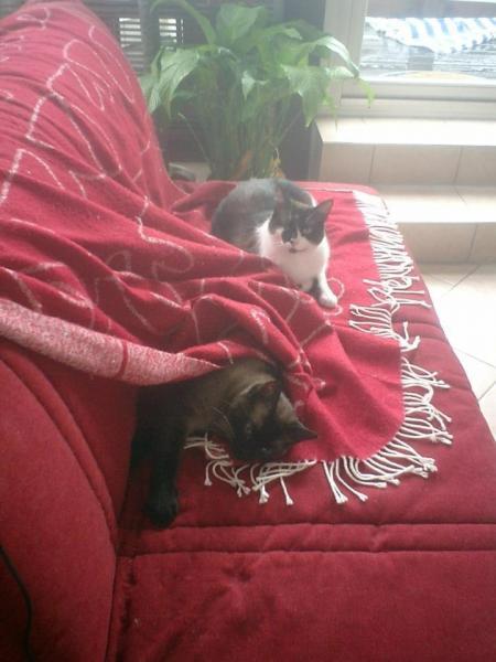 Bild zu 