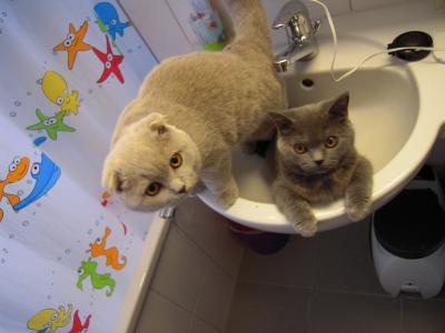 Bild zu @RubyRed Katzen Bilder - Forum für August - Mamis