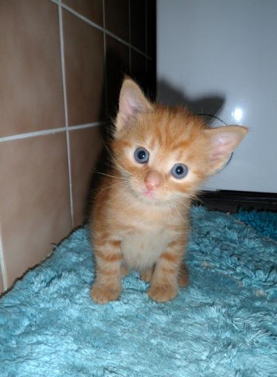 Bild zu Neues Bild vom Katzennachwuchs Alfred - Forum für August - Mamis
