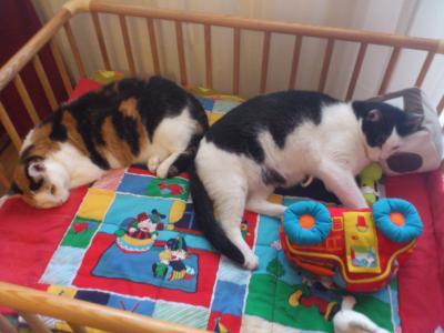 Bild zu Zwischenbericht Kater - Forum für August - Mamis