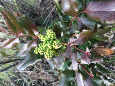 Bild zu Kennt jemand diese pflanze ??? - Forum für August - Mamis