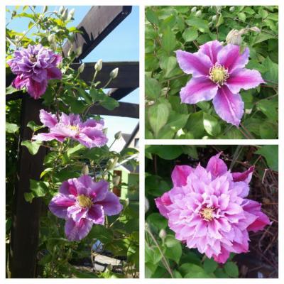 Bild zu Ich liebe dieses Wetter - Forum für August - Mamis