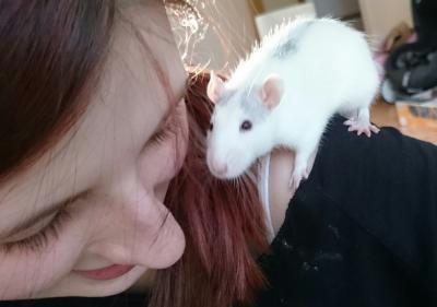 Bild zu Ratten update und Bilder - Forum für August - Mamis