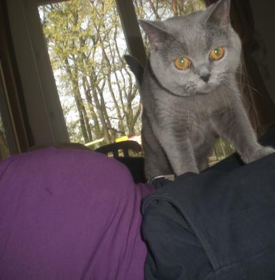 Bild zu Bauchbild mit Katze :-)) - Forum für September - Mamis