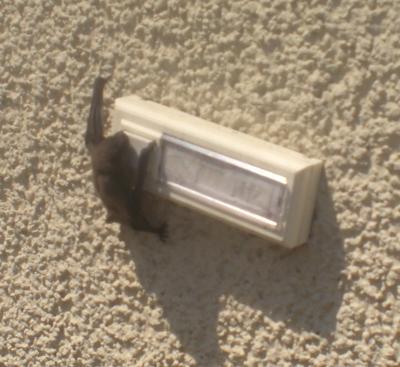 Bild zu hatten heute einzigartigen Besuch..;-)) - Forum für September - Mamis