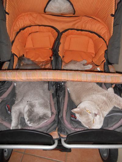 Bild zu Meine Katzen wollen auch mal ausgefahren werden..;-) o.T. - Forum für September - Mamis