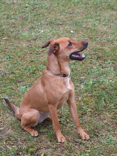 Bild zu Hund - Forum für September - Mamis