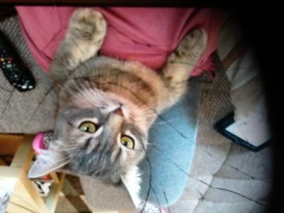 Bild zu Katze... - Forum für September - Mamis