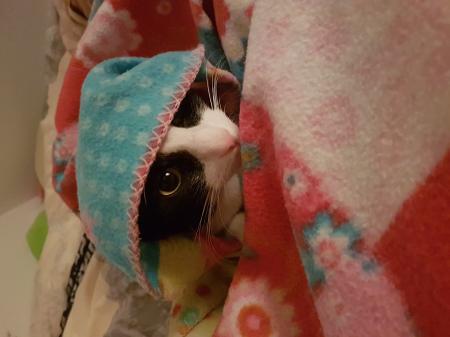 Bild zu Vierbeinige Klette... *meow* - Forum für September - Mamis