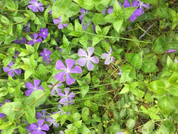 Bild zu OT- weiß jemand wie diese Blumen heißen? - Forum für September - Mamis