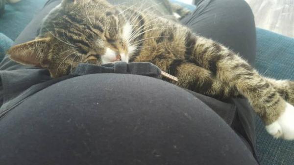 Bild zu Dickbauch- Dienstag - Forum für September - Mamis