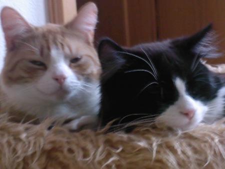 Bild zu 