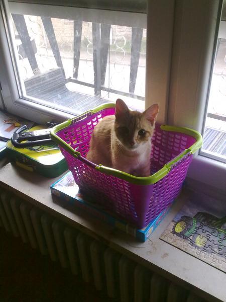 Bild zu