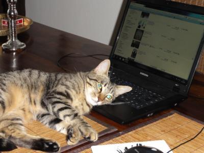 Bild zu Ich liebe meinen Kater...SILOPO - Forum für Oktober - Mamis
