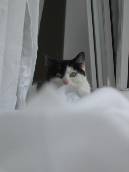 Bild zu