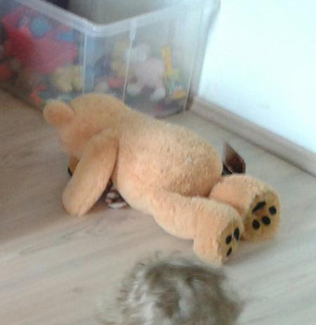 Bild zu