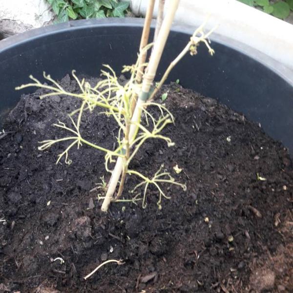 Bild zu OT: Hilfe für den Garten - Forum für Oktober - Mamis