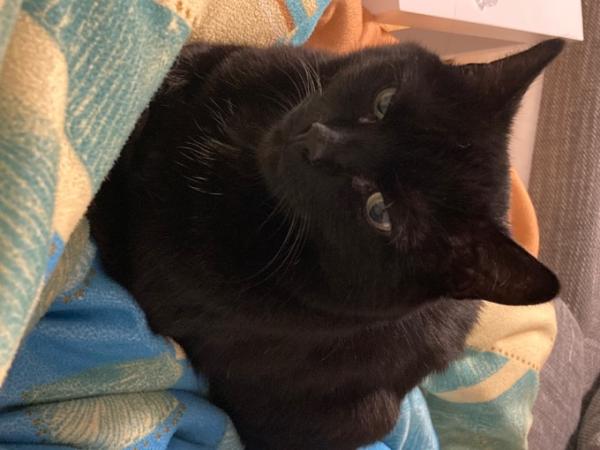 Bild zu Mal blöd gefragt: katzen vs. tests - Forum für Oktober - Mamis