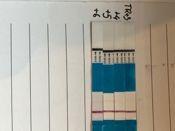 Bild zu Blastozystentranfer +6…ich glaub positiv - Forum für Oktober - Mamis