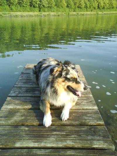 Bild zu mal was anderes. Bild von unserem Hund :-) - Forum für November - Mamis