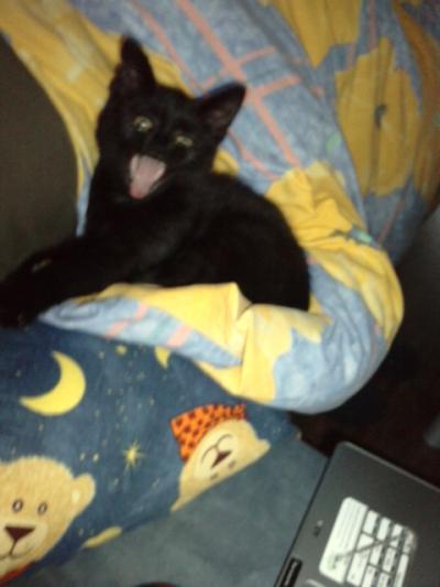 Bild zu mein kater is zu geil manchmal - Forum für November - Mamis