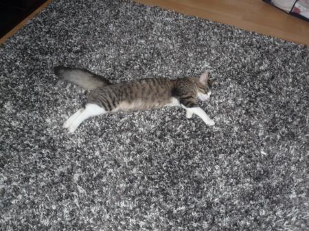 Bild zu 