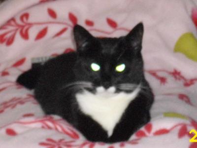 Bild zu toxoplasmose negativ -.- - Forum für November - Mamis