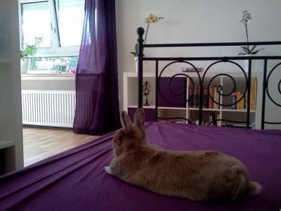 Bild zu Kaninchen - Forum für November - Mamis