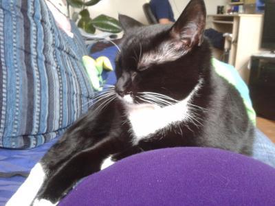 Bild zu meine katze... - Forum für November - Mamis