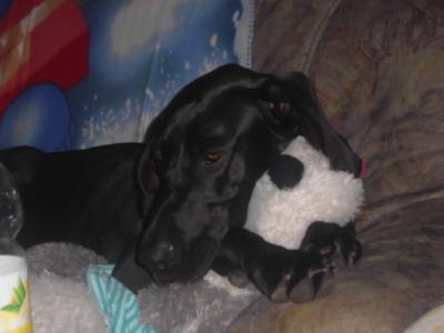 Bild zu unsere 17 monate alte hündin ist heute gestorben - Forum für November - Mamis