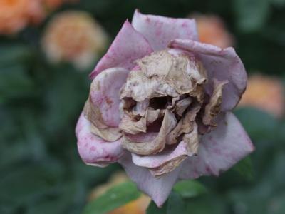 Bild zu Was lustiges für WhatsApp - Forum für November - Mamis