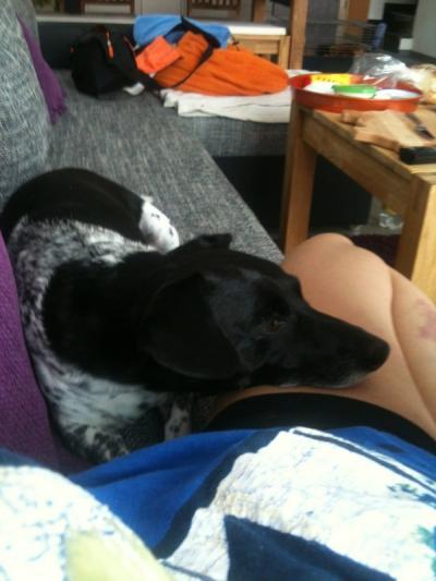 Bild zu Werdende Mütter mit Haustieren:) - Forum für November - Mamis