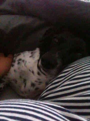 Bild zu Hund in der Ss:) - Forum für November - Mamis