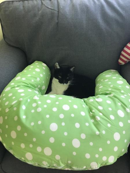 Bild zu Unsere Katze liebt das neue Kinderzimmer - Forum für November - Mamis
