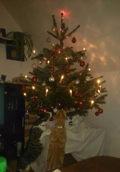 Bild zu