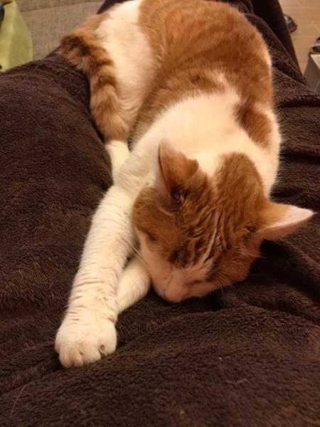 Bild zu Mit Katze kuscheln - Forum für November - Mamis