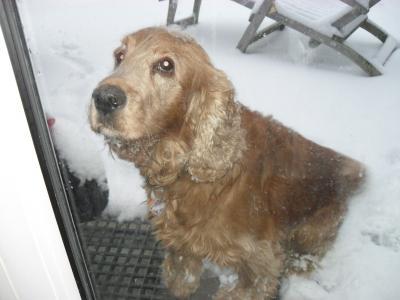 Bild zu Of Topic: Bin nur noch am heulen, mein Fritz (Hund) - Forum für Dezember - Mamis