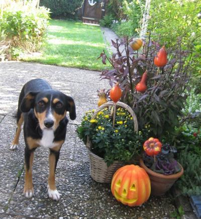 Bild zu heute ganz traurig und fertig, aus Sorge um unseren lieben Hund! - Forum für Dezember - Mamis