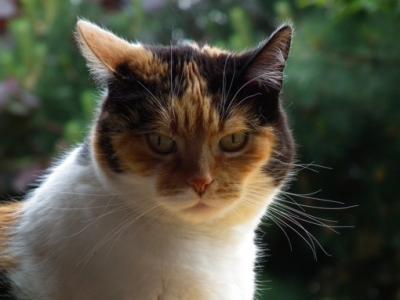 Bild zu Update - Katze - Forum für Dezember - Mamis