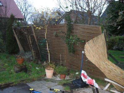 Bild zu Orkanböhen im Garten... - Forum für Dezember - Mamis