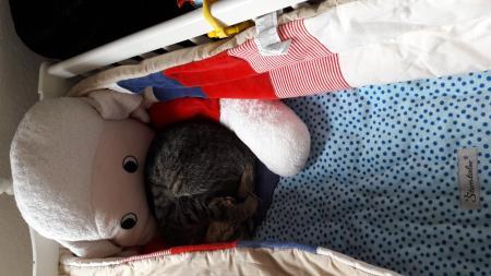 Bild zu Babywiege ist belegt:D - Forum für Dezember - Mamis